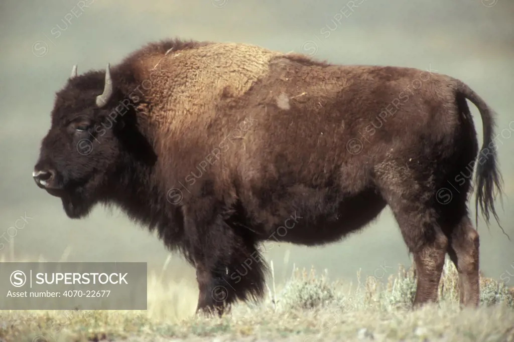 American bison, bull Bison bison} Yellowstone NP, Wyoming, USA.