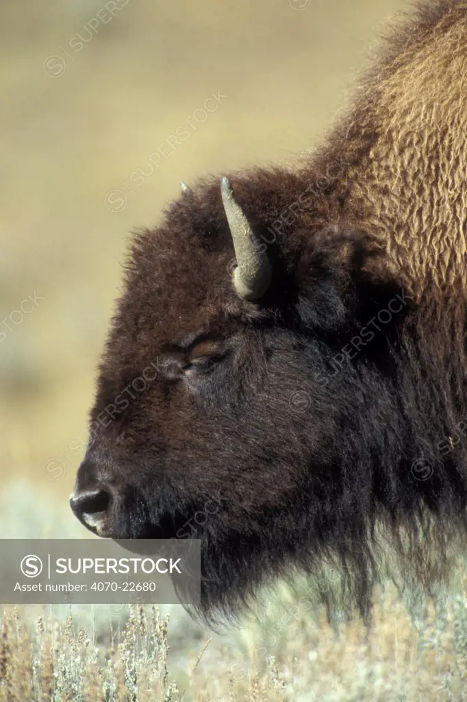 American bison, bull portrait Bison bison} Yellowstone NP, Wyoming, USA.