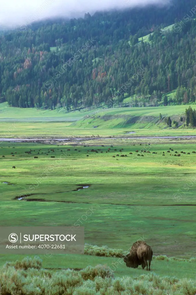 American bison, bull + herd Bison bison} Lamar valley, Yellowstone NP, Wyoming, USA.