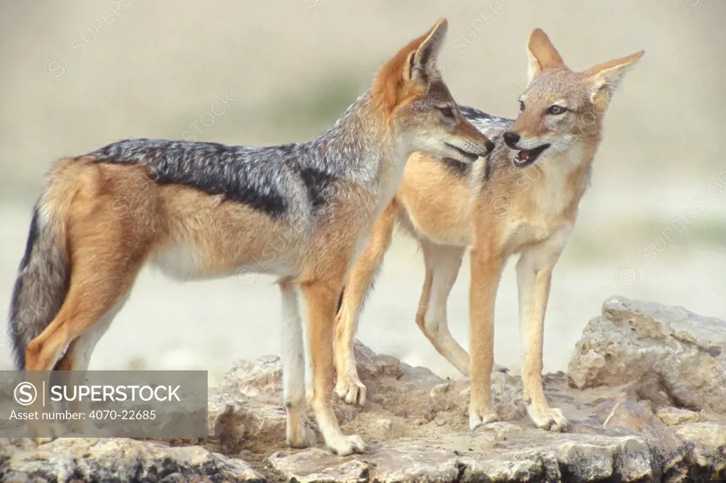Black backed jackals interacting Canis mesomelas} Kgalagadi Transfrontier Park, South Africa
