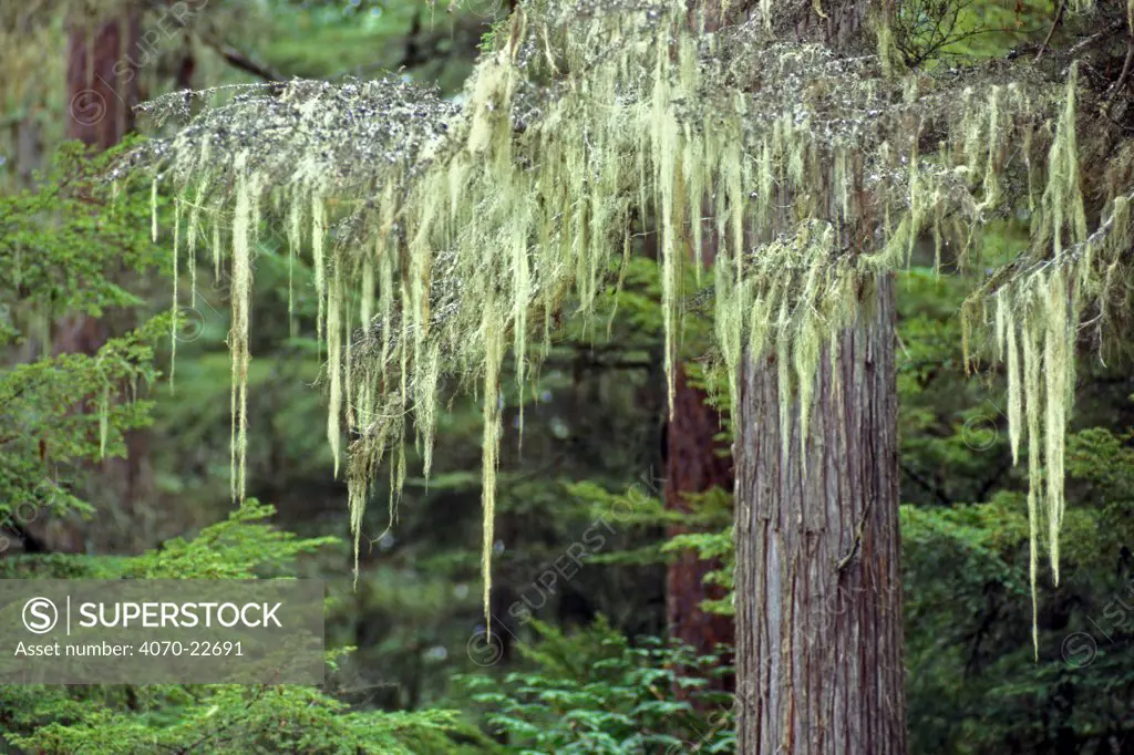 Old Man's Beard Usnea longissima} hanging from the branches of Western red cedar Thuja plicata}, Glacier NP, Montana, USA