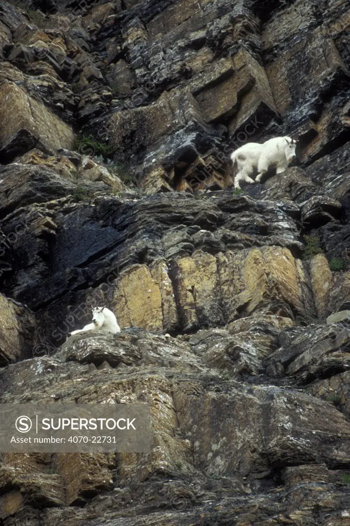 Mountain goats Oreamnos americanus} on steep rock face, Glacier NP, Montana, USA.