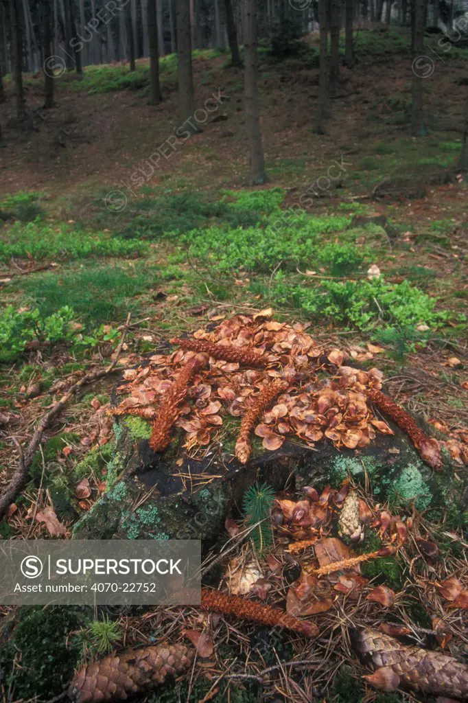 Pine cones stripped by Red squirrel Sciurus vulgaris} Belgium - remains of feeding