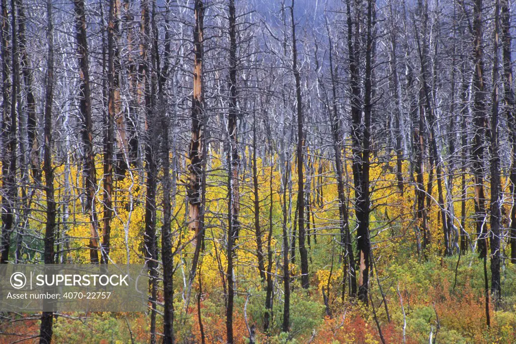 Regrowth in autumn colours after forest fire, Glacier NP, Montana, USA.