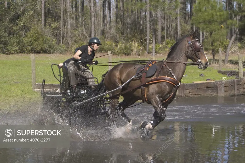 Man driving Dutch harness horse through water, Florida, USA. Model released.