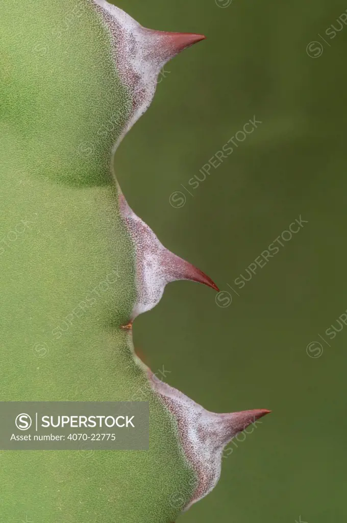 Close-up of Agave thorns Agave salmiana}, Botanical gardens, Belgium.