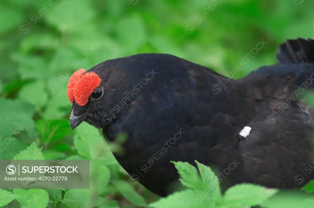 Black grouse Tetrao tetrix} foraging, captive, Bavarian Forest, Germany