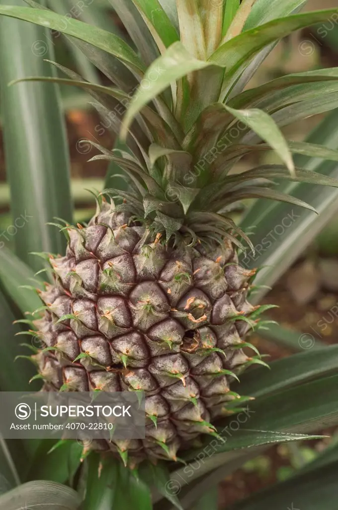 Close-up of Pineapple Ananas comosus} fruit, Botanical gardens, Belgium.