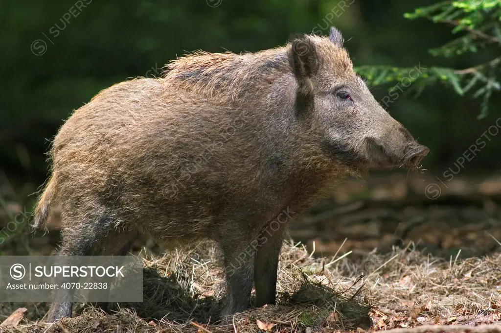 Wild boar Sus scrofa} profile, captive, Bavarian Forest, Germany.