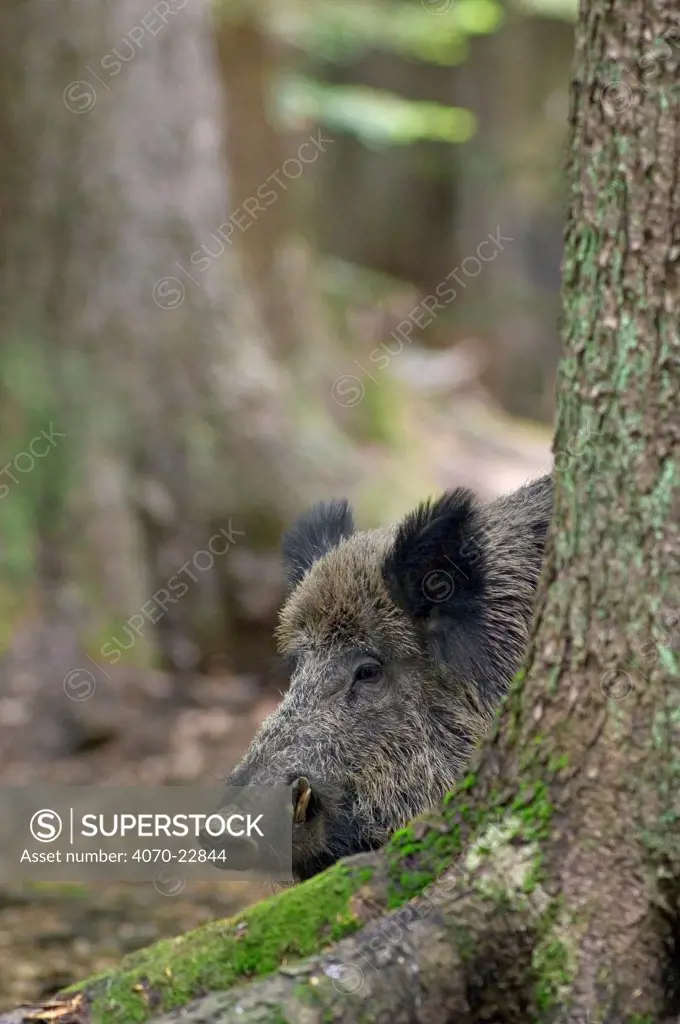 Male Wild boar Sus scrofa} behind tree, Bavarian Forest, Germany.