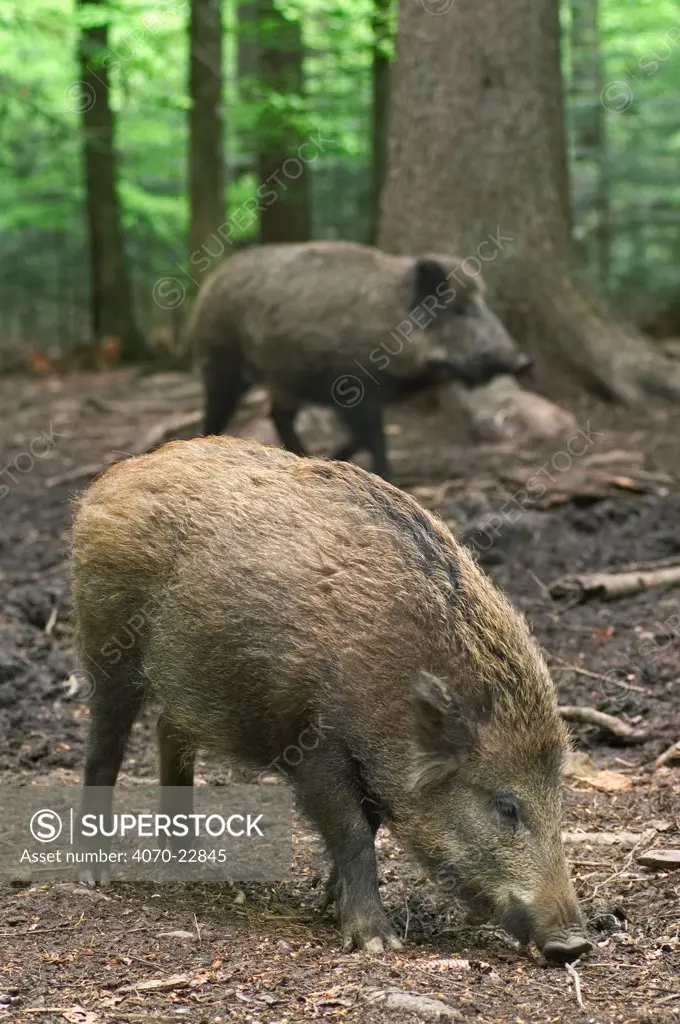 Wild boars Sus scrofa} sniffing for food in forest, Bavarian Forest, Germany.