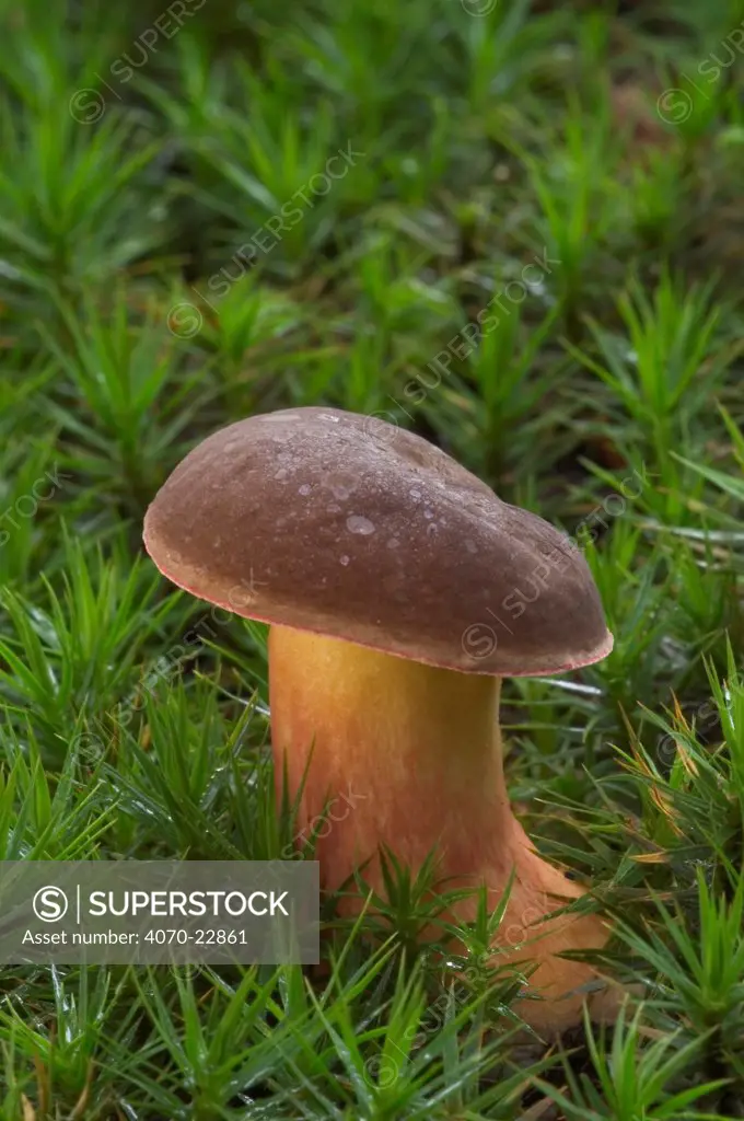 Bay bolete fungus in moss Xerocomus / Boletus badius} Belgium