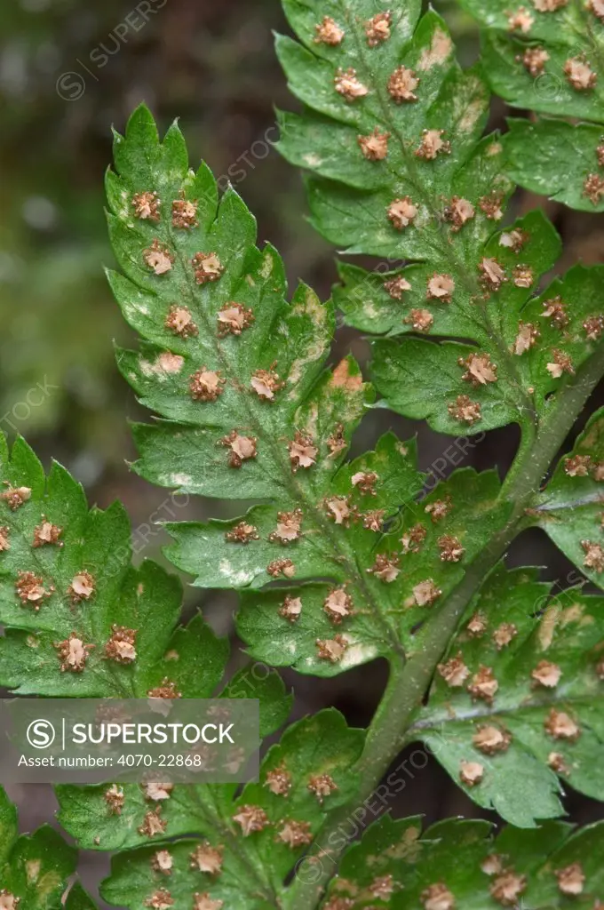 Broad buckler fern, close up showing spores on underside of frond Dryopteris dilatata} Luxembourg