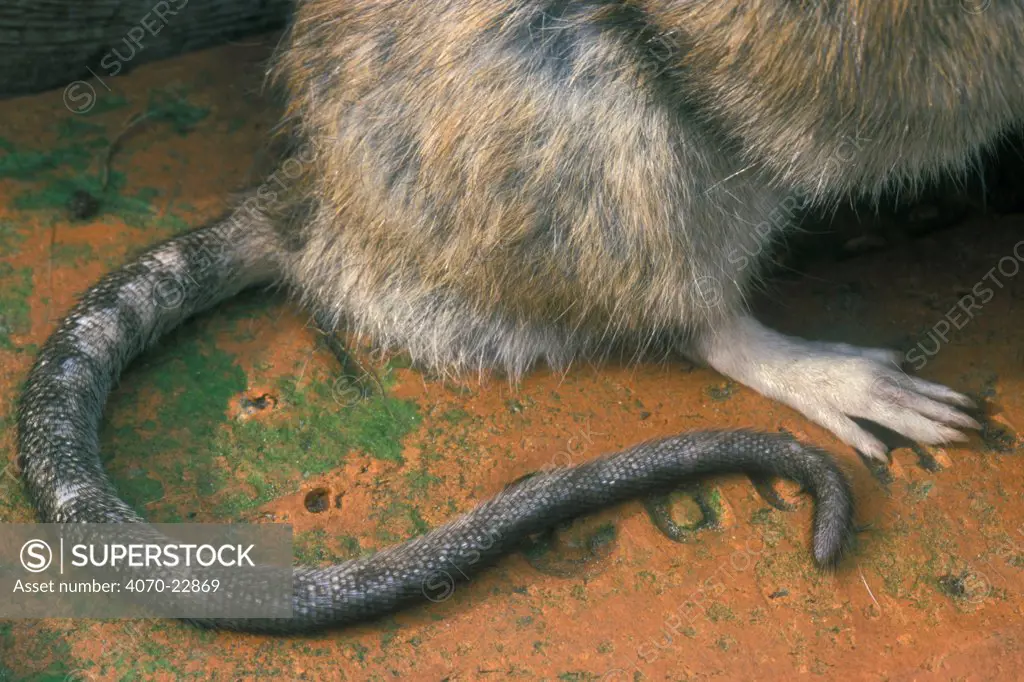 Close up of Brown rat's tail and foot Rattus norvegicus} Belgium captive