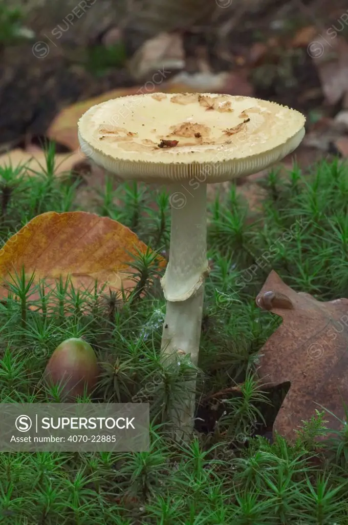 False deathcap fungus Amanita citrina} in broadleaf forest, Belgium