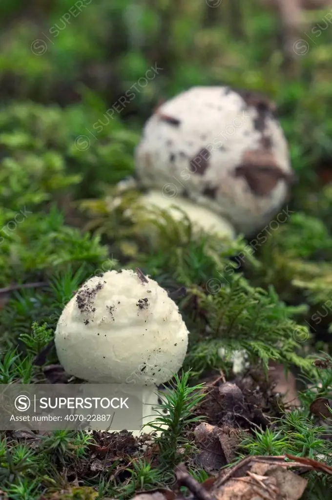 False deathcap fungus Amanita citrina} growing in broadleaf forest, Belgium