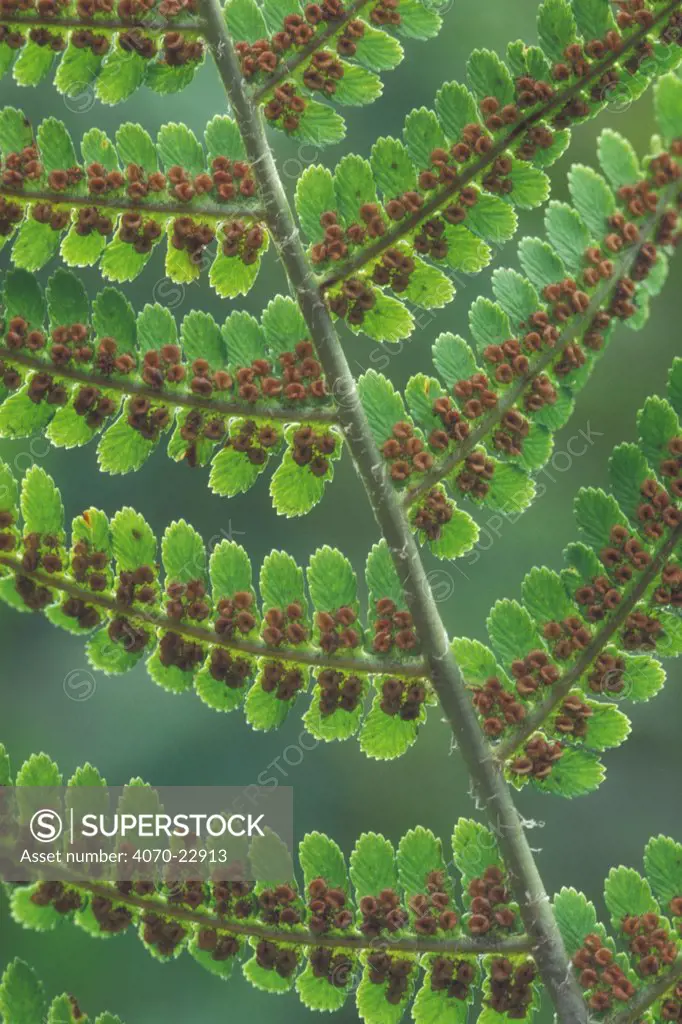 Male fern Dryopteris filix mas} showing spores / sori on underside of frond, Belgium