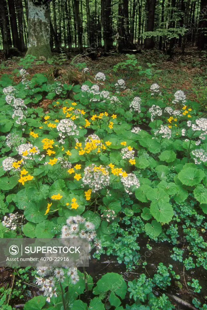 Marsh marigolds / King cups Caltha palustris} with Senecio sp} in seed  in broadleaf forest, Germany