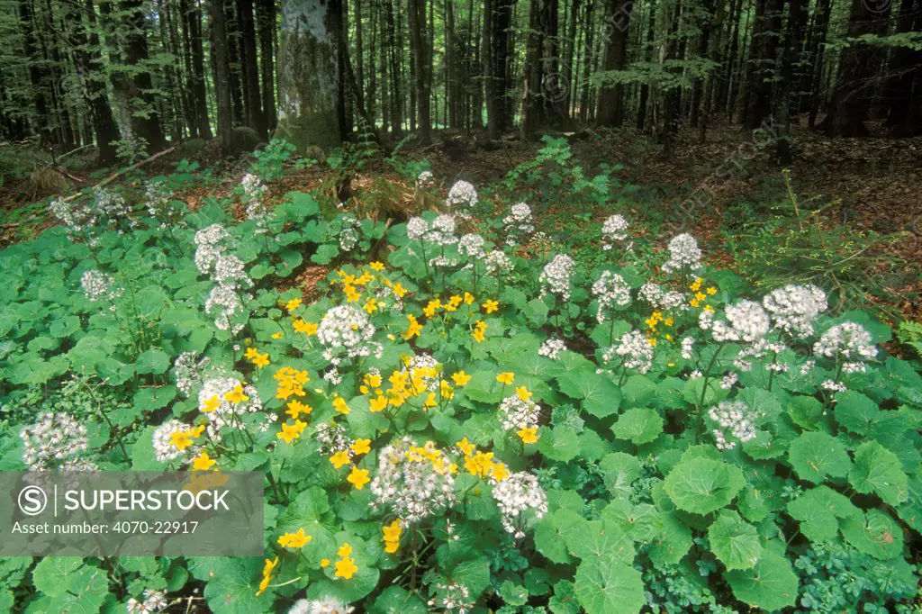 Marsh marigolds / King cups Caltha palustris} with Senecio sp} in broadleaf forest, Germany