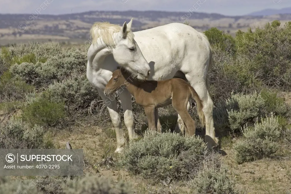 Mustang / Wild horse - white mare protects newborn colt foal, Wyoming, USA. Adobe Town 