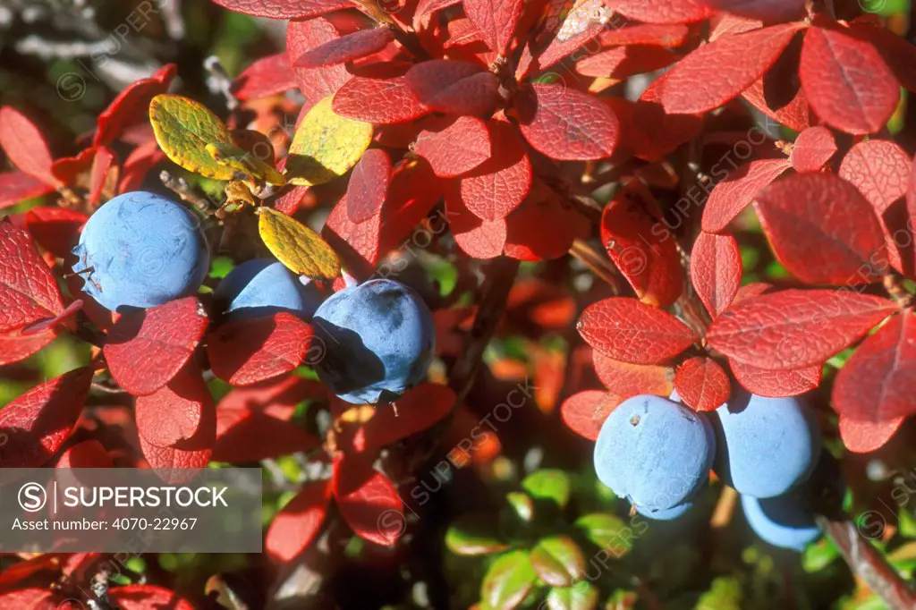 Bog blueberries / Bilberries Vaccinium uliginosum}  Denali NP, Alaska, USA.