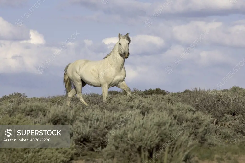Mustang / Wild horse - grey stallion trotting along hillside, Wyoming, USA. Adobe 
