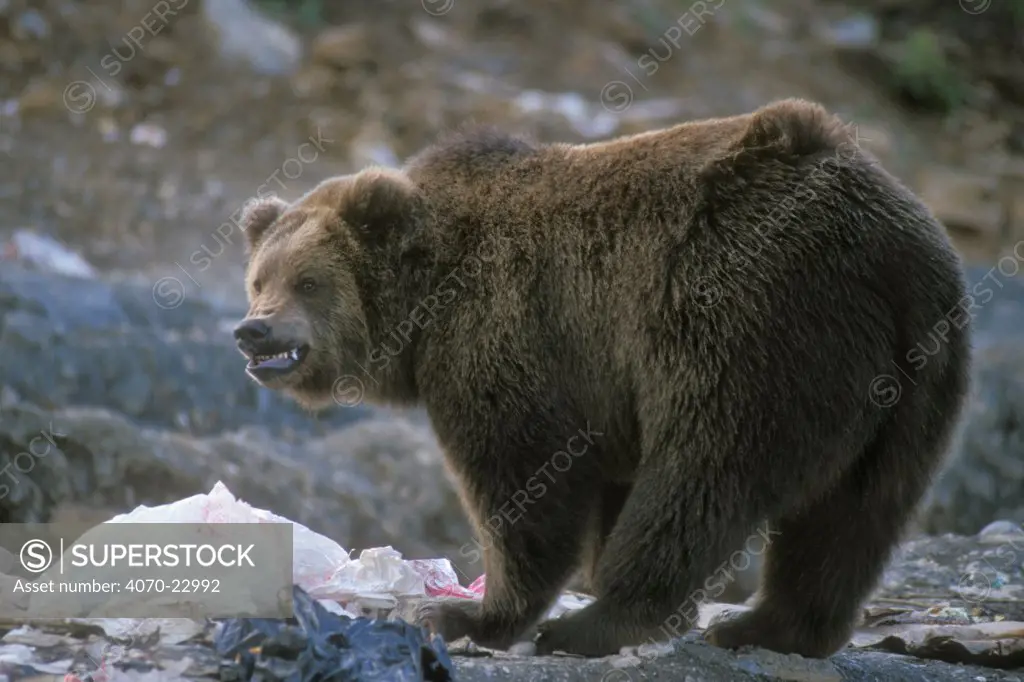 Kodiak Brown bear snarling at rubbish dump  Ursus arctos middendorfi} Kodiak Is, Alaska, USA