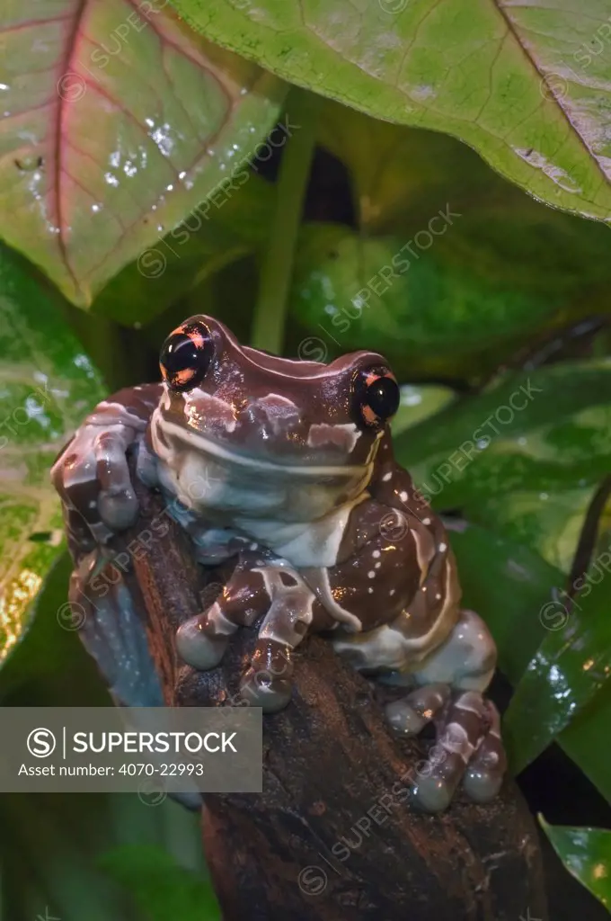 Amazonian milk frog / Milky frog Phrynohyas resinifictrix} captive, South America