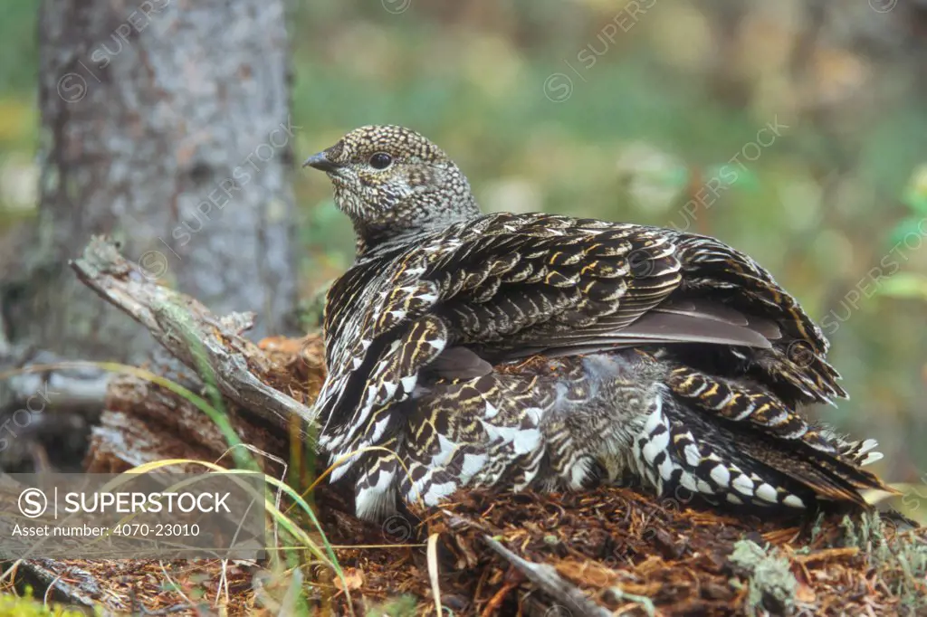 Spruce grouse Falcipennis canadensis} dust bathing in taiga forest, Denali NP, Alaska, USA