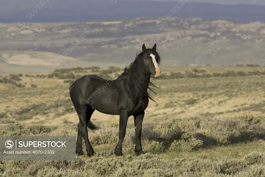 Mustang / Wild horse - black stallion standing, Wyoming, USA. Adobe Town HMA 
