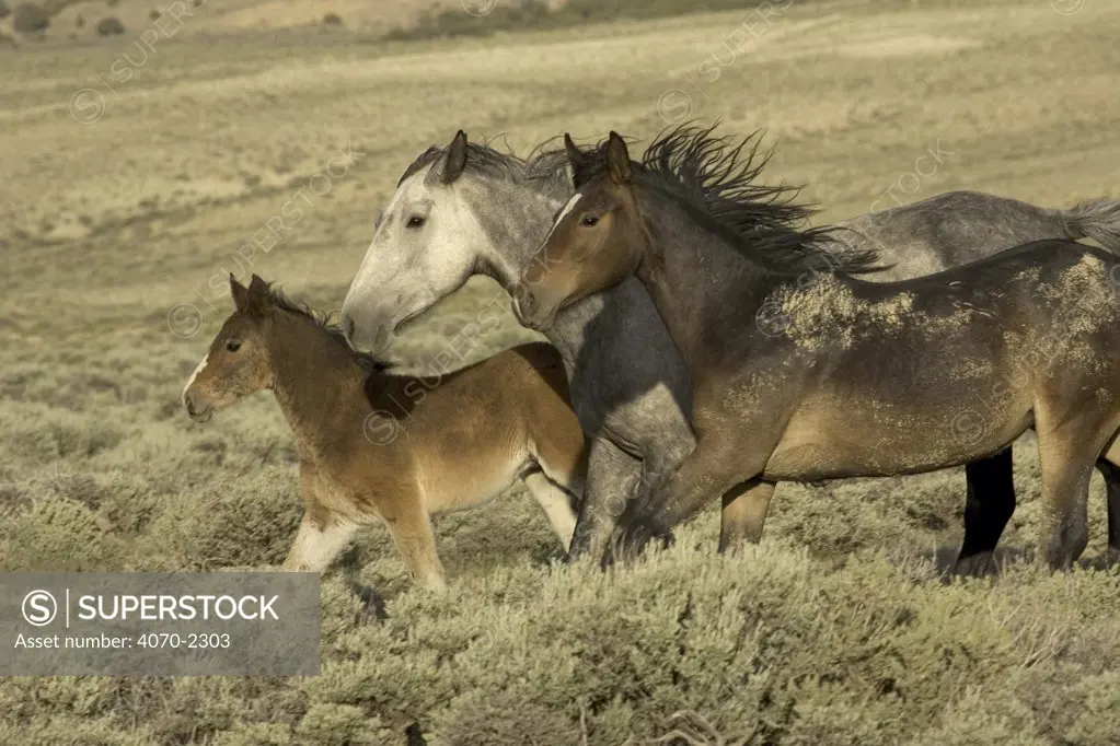 Mustang / Wild horse family group running, mare + filly + colt foal, Wyoming, USA. Adobe 