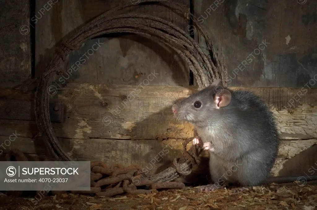 Black rat (Rattus rattus) in old barn at night, Belgium. Captive