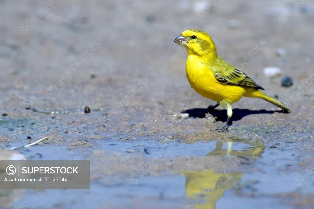 Yellow / Bully / Brimstone canary (Serinus flaviventris / sulphuratus) drinking at puddle after  rains, Kgalagadi NP, Kalahari desert, South Africa