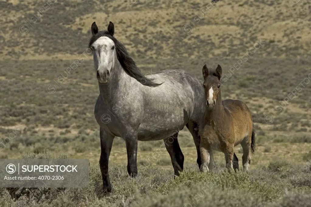 Mustang / Wild horse - grey mare and colt foal standing, Wyoming, USA. Adobe Town HMA 