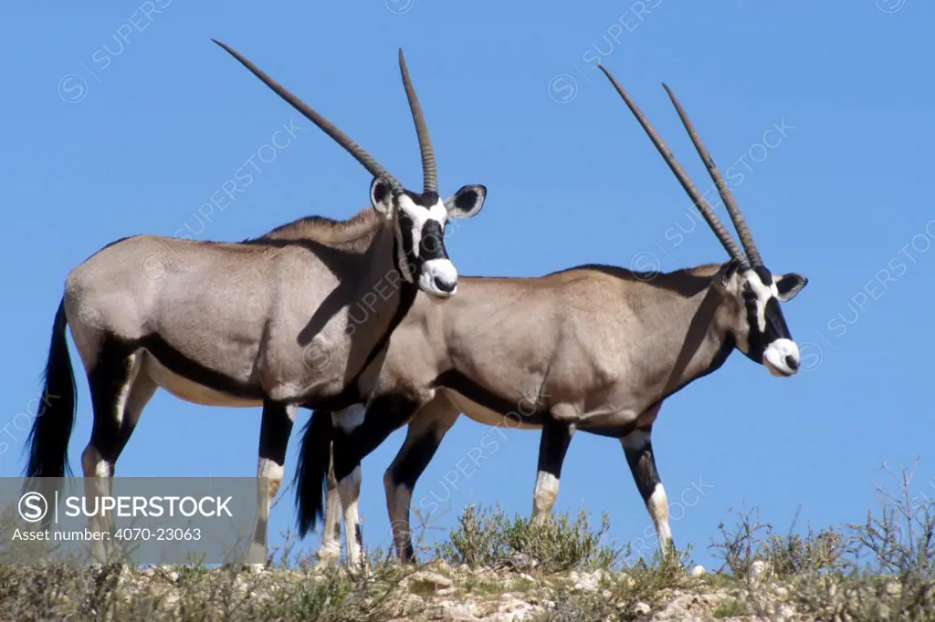 Two gemsbok (Oryx gazella gazella) walking  on dune, Kgalagadi NP, Kalahari desert, South Africa