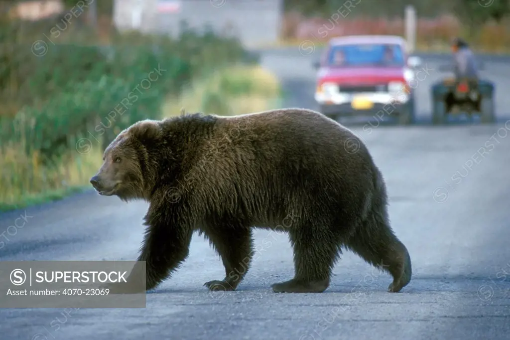 Kodiak Brown bear (Ursus arctos middendorfi) crossing road in Larsen Bay, Kodiak Island, Alaska, USA