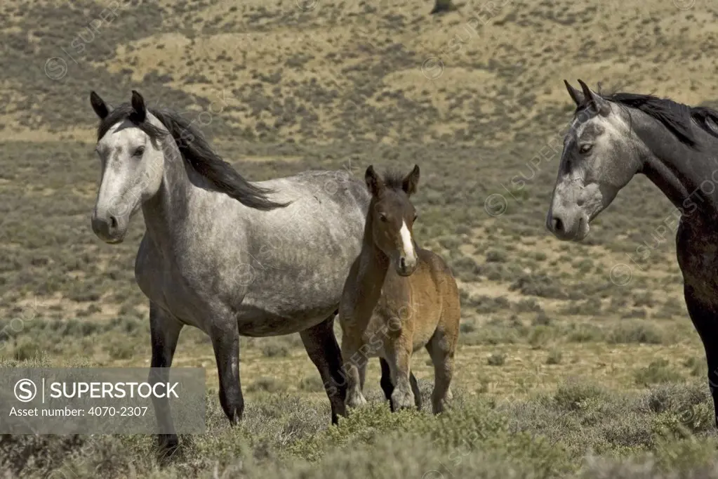 Mustang / Wild horse - mare watches grey mare + colt foal, Wyoming, USA. Adobe Town HMA 