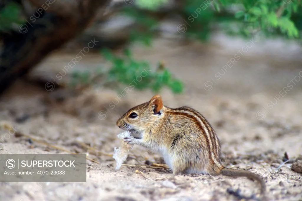 Four striped grass mouse (Rhabdomys pumilio) eating breadcrumbs at picnic spot, Kgalagadi NP, Kalahari desert, South Africa