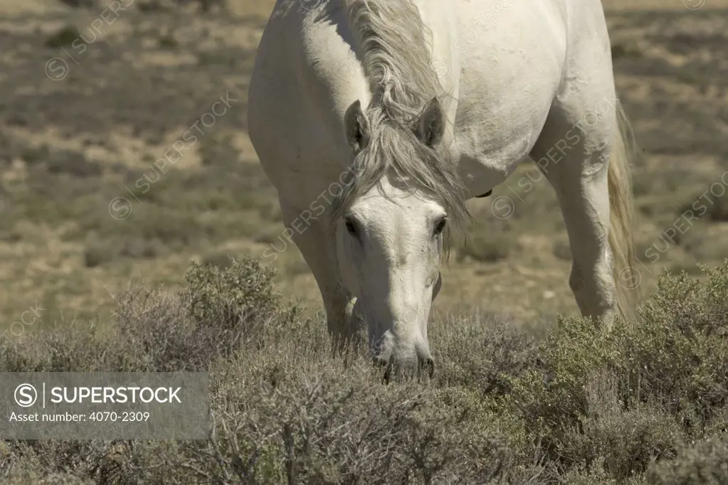 Mustang / Wild horse - grey stallion watches while grazing, Wyoming, USA. Adobe Town HMA 