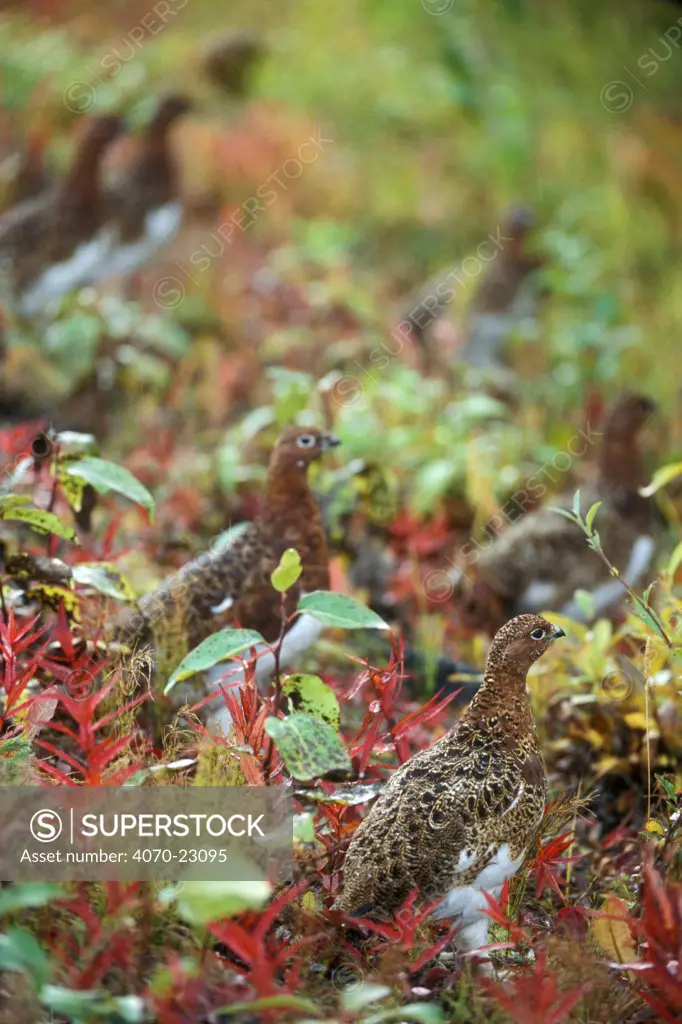 Willow ptarmigan / grouse (Lagopus lagopus) foraging in the rain among leaves on the tundra,  Denali NP, Alaska, USA.