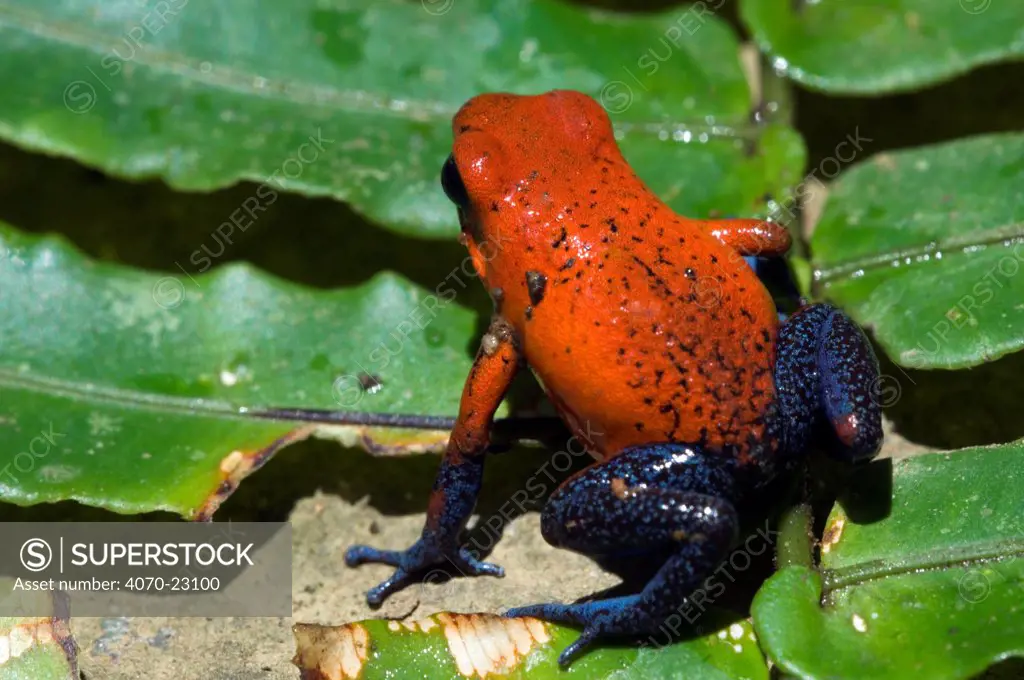 Blue Jeans Poison Dart Frog / Strawberry poison arrow frog Dendrobates pumilio} on leaf, Costa Rica.