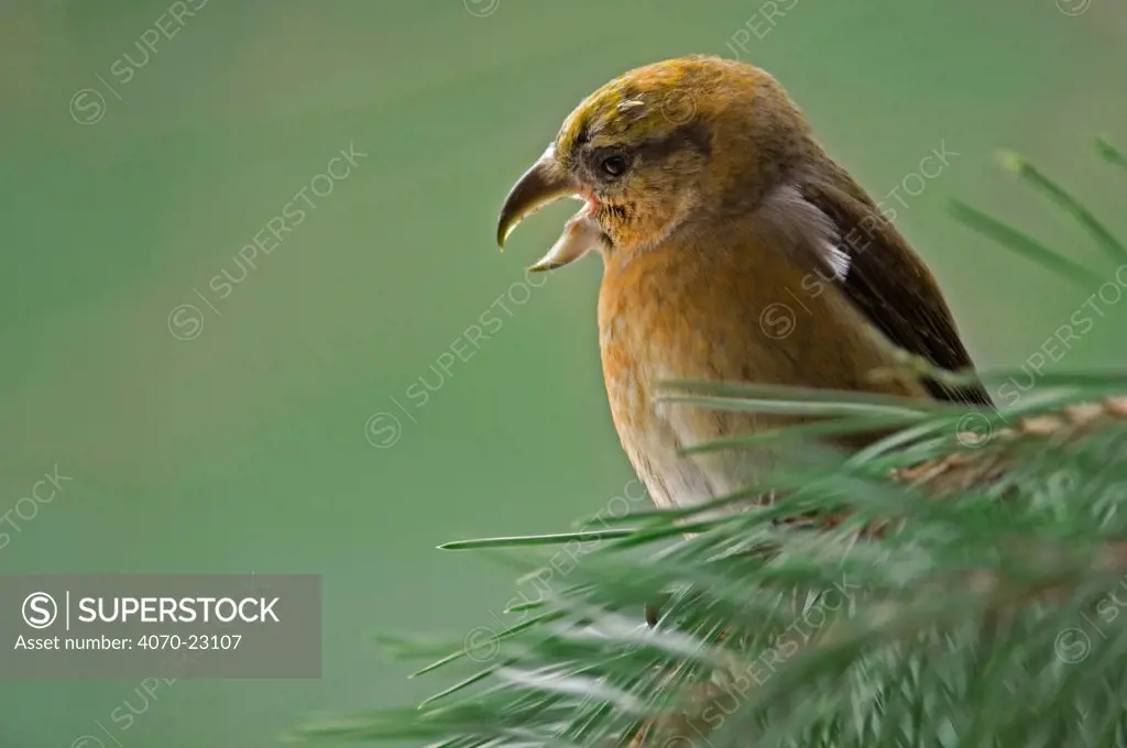Common / Red crossbill Loxia curvirostra} female calling in conifer tree, Germany.