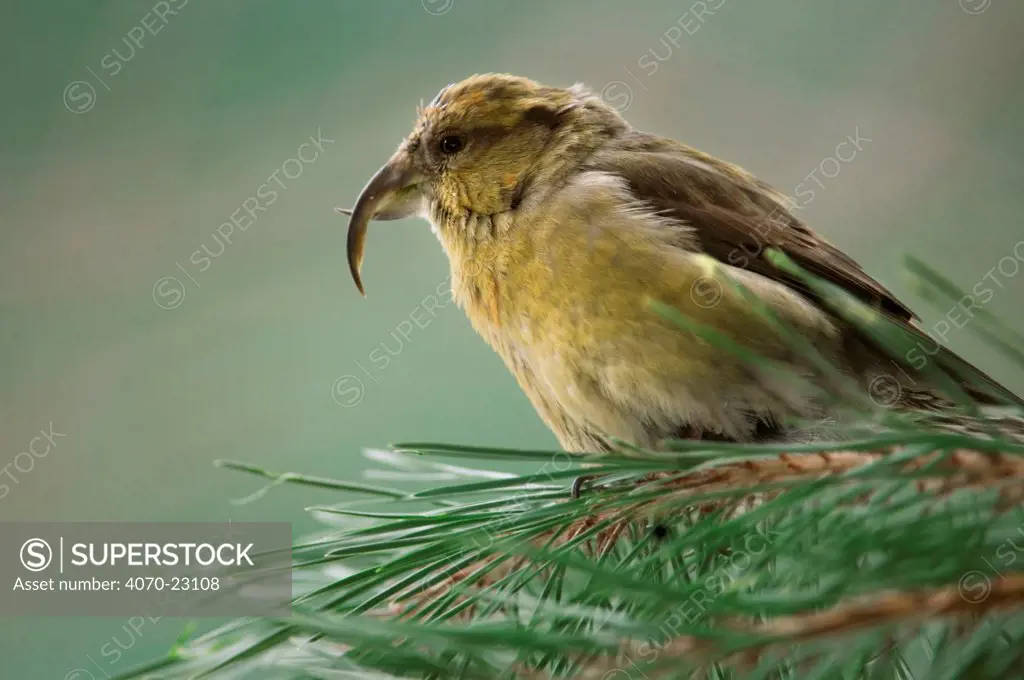 Common / Red crossbill Loxia curvirostra} female  in conifer tree, Germany.