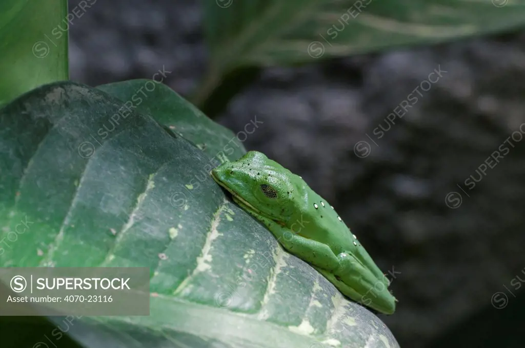 Gliding Treefrog / Spurell's flying frog / Leaf frog Agalychnis spurrelli} resting on leaf, Costa Rica.