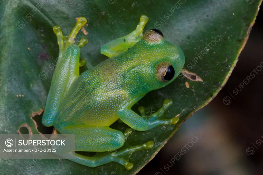 Grainy Cochran Frog / Granular Glass Frog Cochranella granulosa} on leaf, Costa Rica