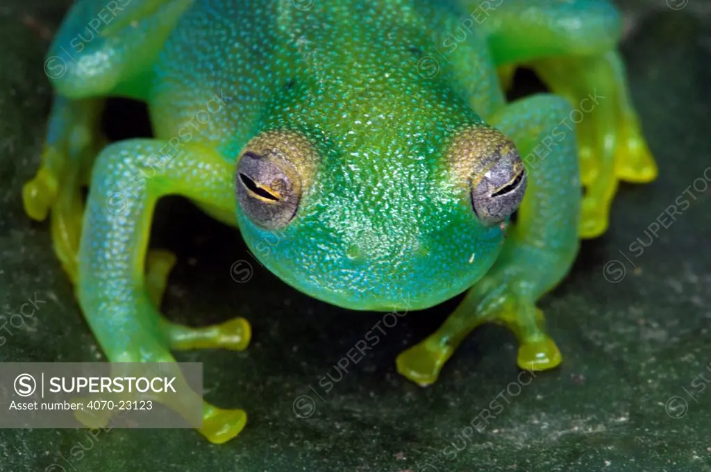 Grainy Cochran Frog / Granular Glass Frog Cochranella granulosa} Costa Rica.