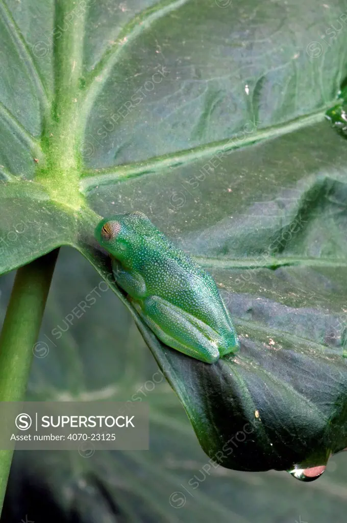 Grainy Cochran Frog / Granular Glass Frog Cochranella granulosa} resting on leaf, Costa Rica.