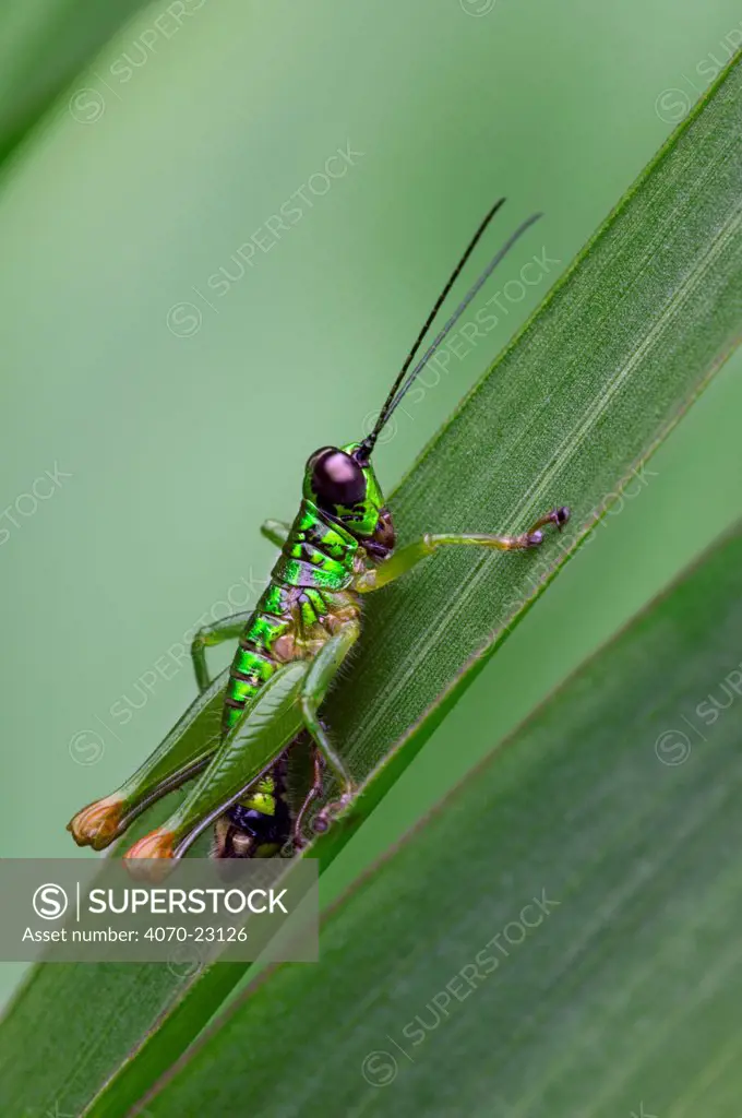 Grasshopper Lamarckiana genus} on leaf, Tapanti NP, Costa Rica.