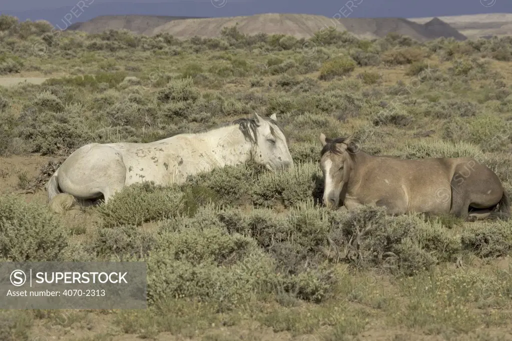 Mustang / Wild horse - grey stallion + filly resting, Wyoming, USA. Adobe Town HMA 