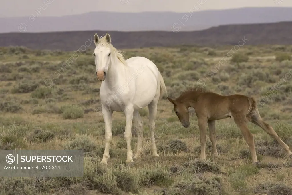 Mustang / Wild horse - grey mare with colt foal stretching, Wyoming, USA. Adobe Town HMA 